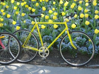 Fixed-gear bike with tulips